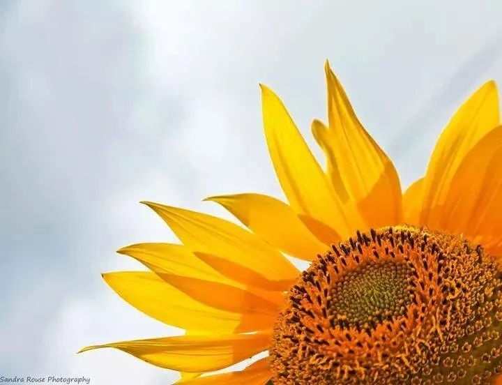 Girasol